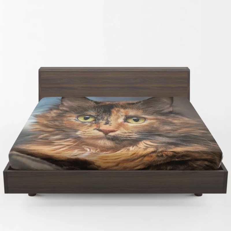 Cat Intense Stare Close-Up Beauty Fitted Sheet