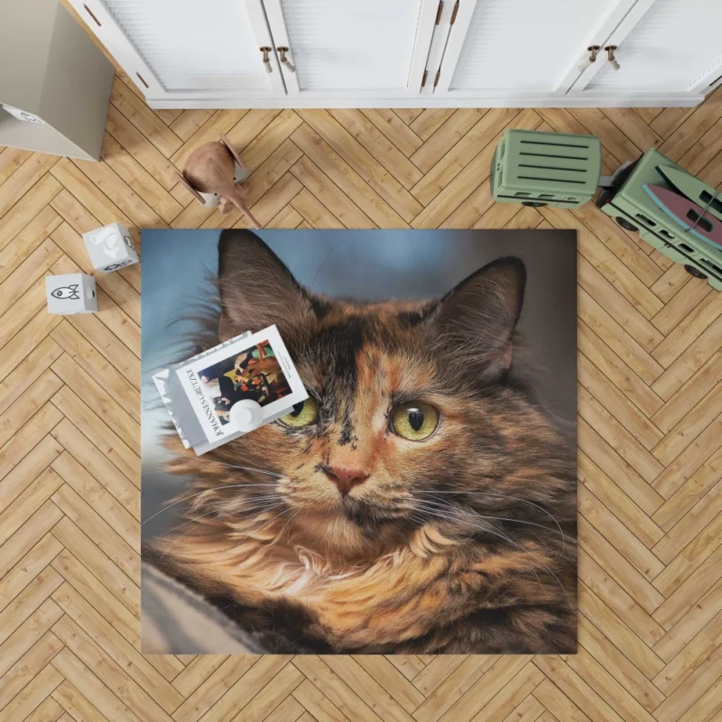 Cat Intense Stare Close-Up Beauty Rug