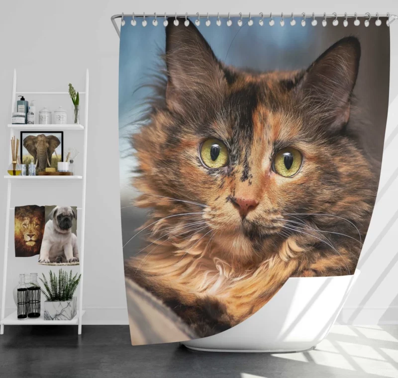 Cat Intense Stare Close-Up Beauty Shower Curtain