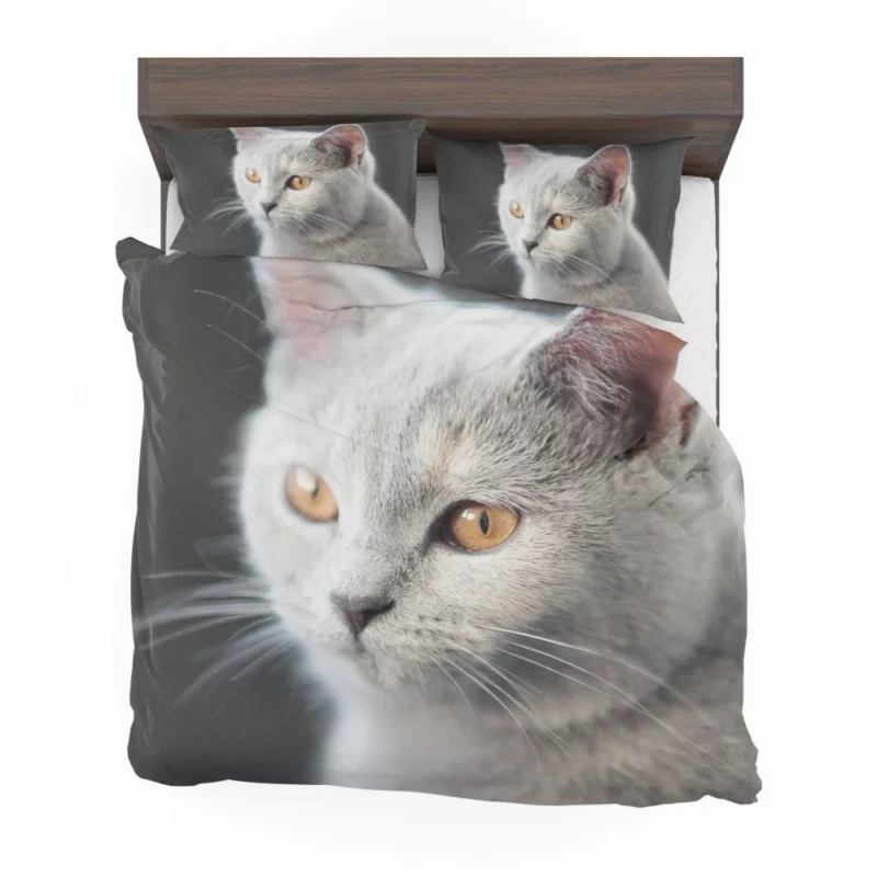 Cat Intriguing Gaze Mysterious Charisma Bedding Set 1