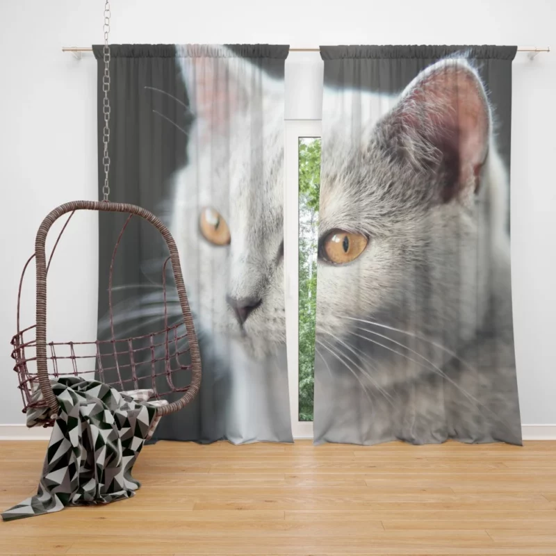 Cat Intriguing Gaze Mysterious Charisma Curtain