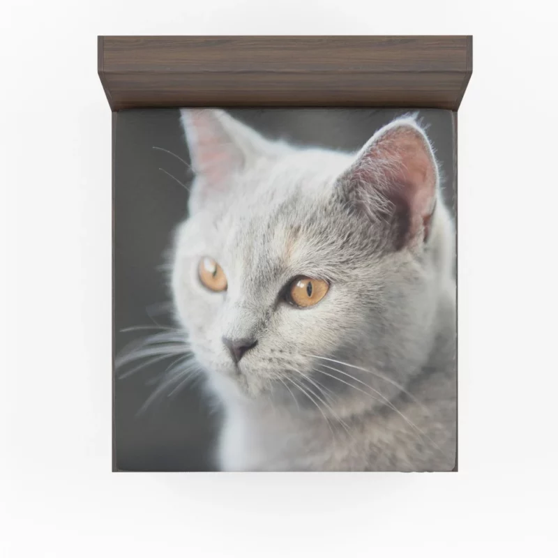 Cat Intriguing Gaze Mysterious Charisma Fitted Sheet 1