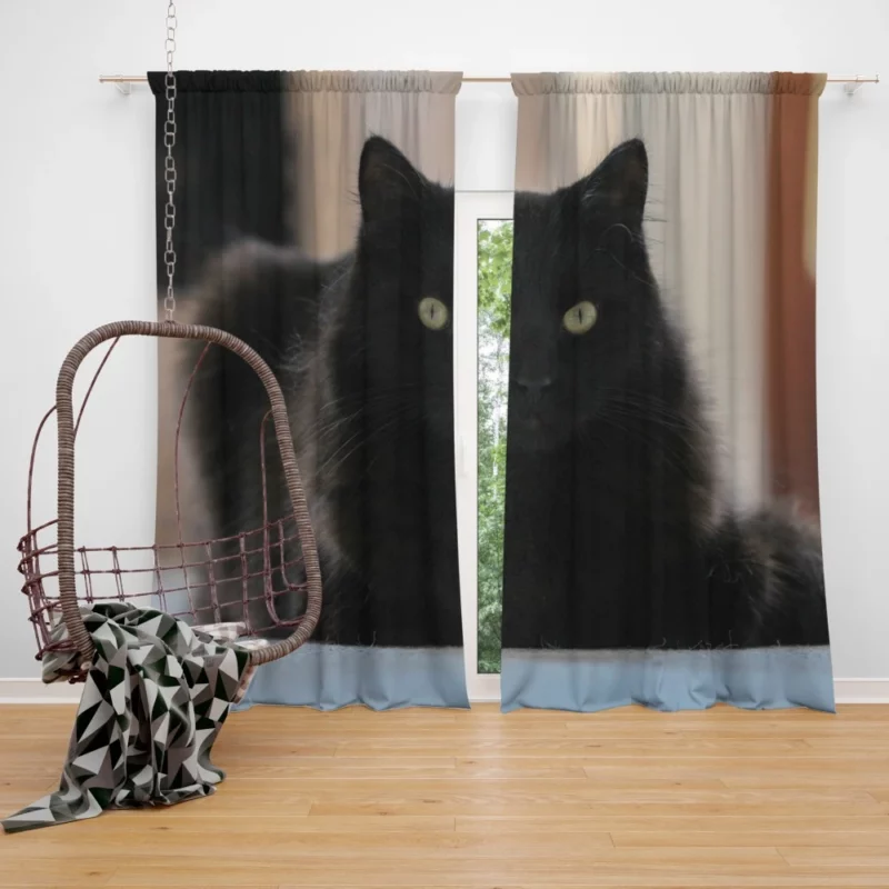 Cat Intriguing Presence Feline Majesty Curtain