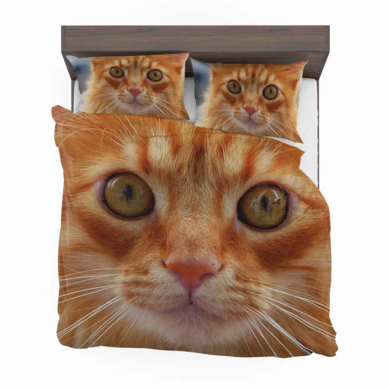 Cat Intriguing Stare Feline Curiosity Bedding Set 1