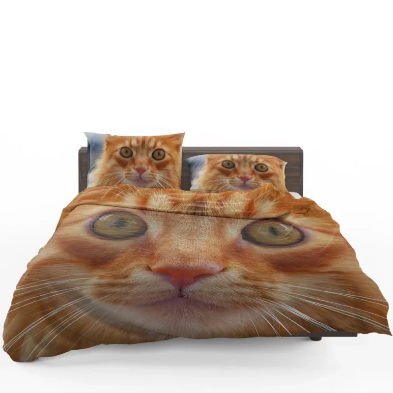 Cat Intriguing Stare Feline Curiosity Bedding Set