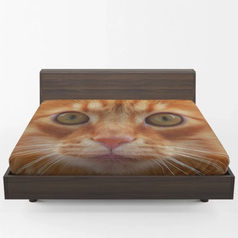 Cat Intriguing Stare Feline Curiosity Fitted Sheet