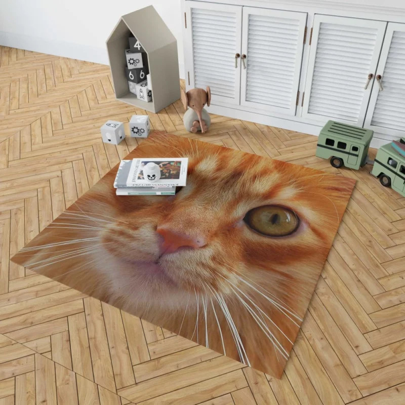 Cat Intriguing Stare Feline Curiosity Rug 1