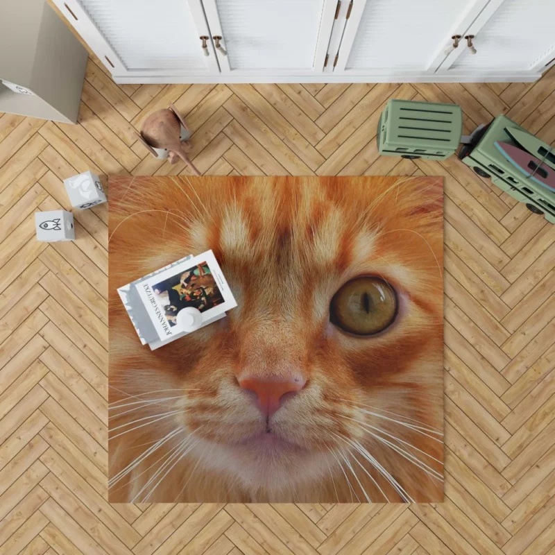 Cat Intriguing Stare Feline Curiosity Rug