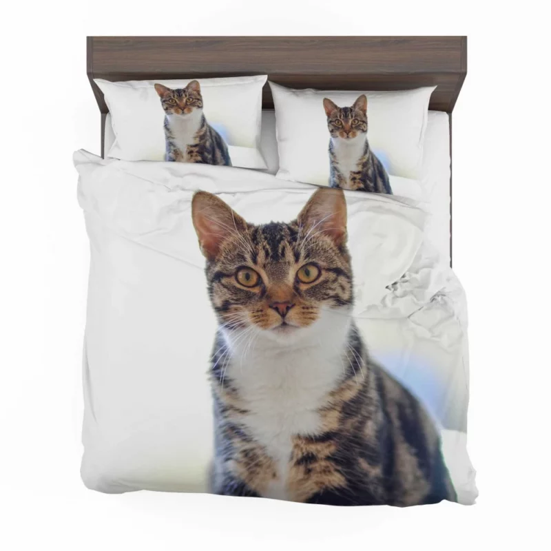 Cat Introspective Stare Silent Wisdom Bedding Set 1