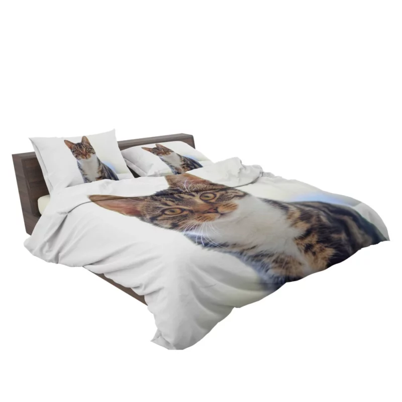 Cat Introspective Stare Silent Wisdom Bedding Set 2