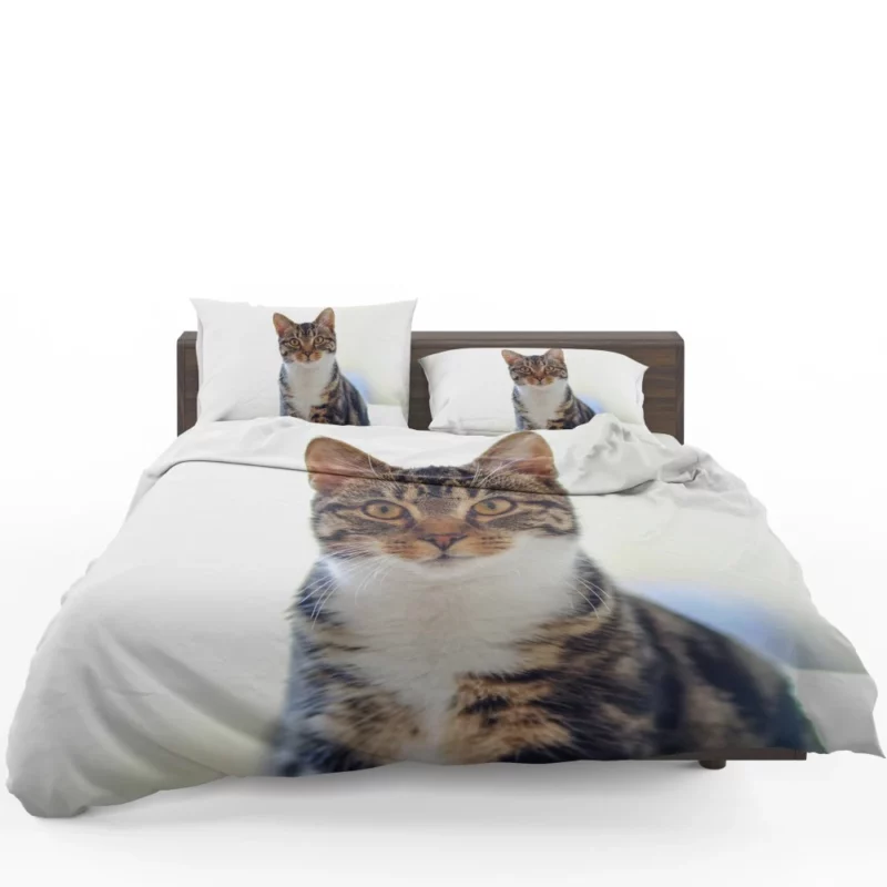 Cat Introspective Stare Silent Wisdom Bedding Set