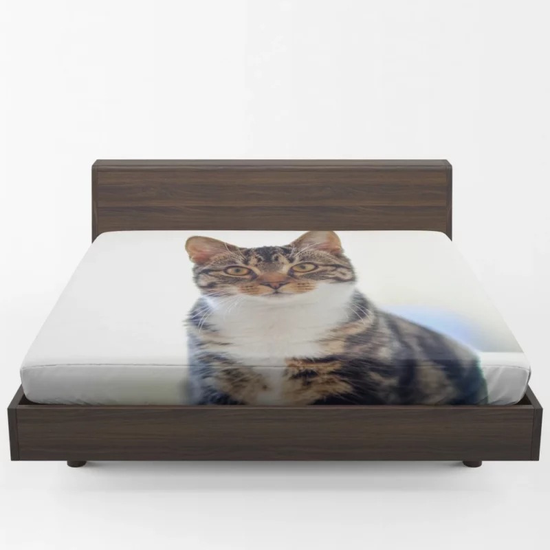 Cat Introspective Stare Silent Wisdom Fitted Sheet