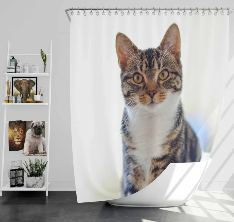 Cat Introspective Stare Silent Wisdom Shower Curtain