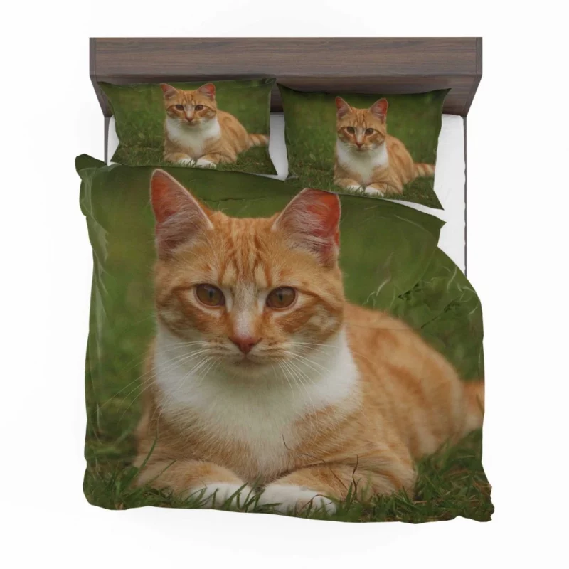 Cat Mesmerizing Eyes Enchanting Stare Bedding Set 1