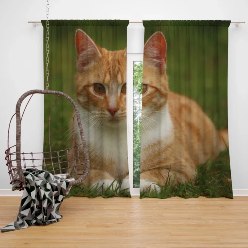 Cat Mesmerizing Eyes Enchanting Stare Curtain