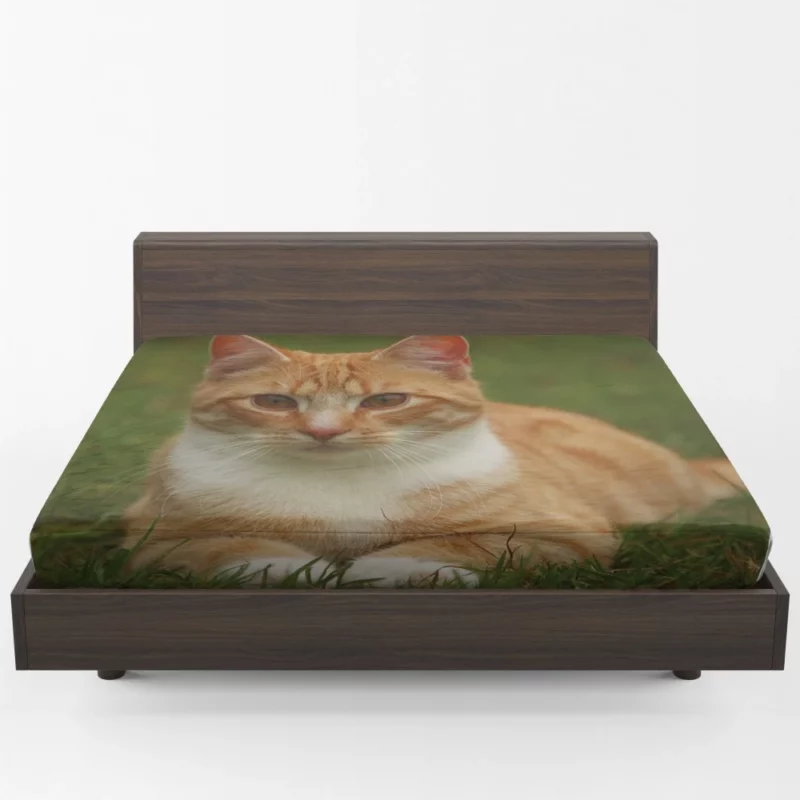 Cat Mesmerizing Eyes Enchanting Stare Fitted Sheet