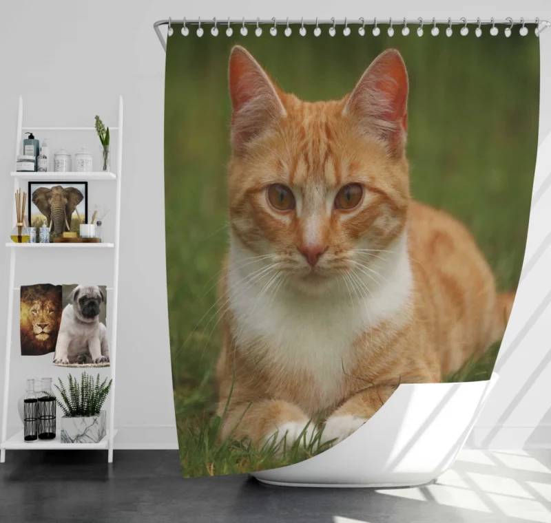 Cat Mesmerizing Eyes Enchanting Stare Shower Curtain