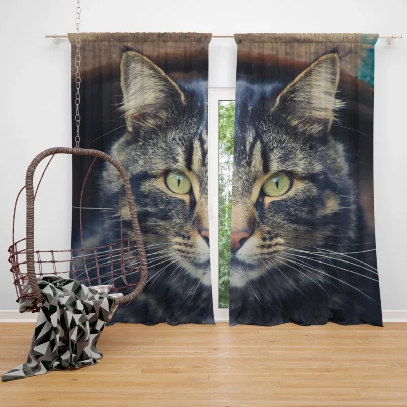 Cat Mesmerizing Stare Feline Enigma Curtain