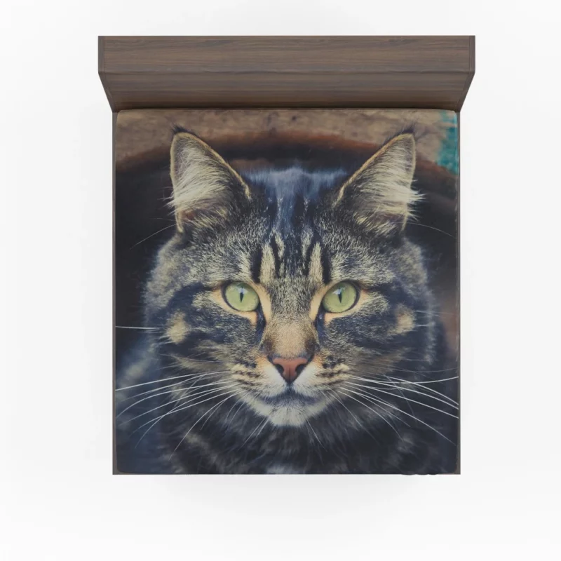 Cat Mesmerizing Stare Feline Enigma Fitted Sheet 1