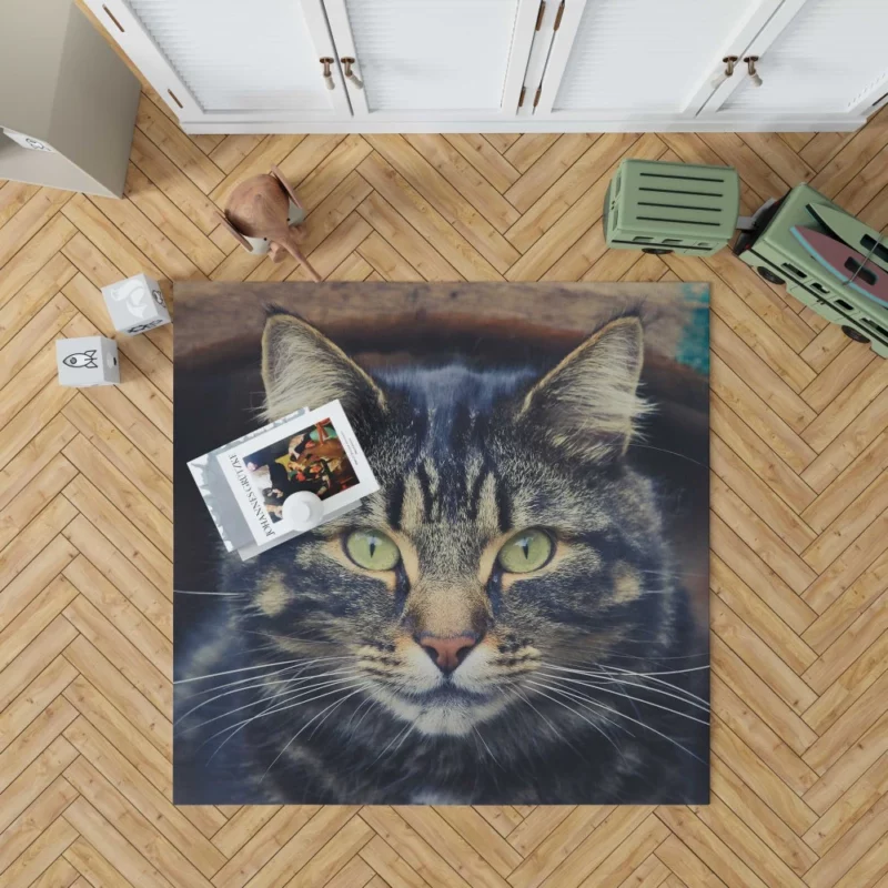 Cat Mesmerizing Stare Feline Enigma Rug