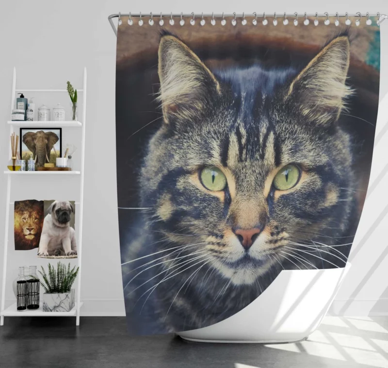 Cat Mesmerizing Stare Feline Enigma Shower Curtain