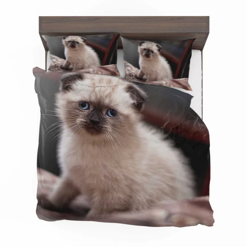 Cat Mysterious Aura Bedding Set 1