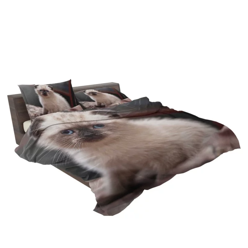 Cat Mysterious Aura Bedding Set 2