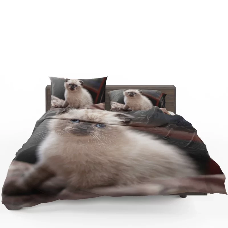 Cat Mysterious Aura Bedding Set