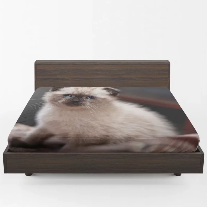 Cat Mysterious Aura Fitted Sheet