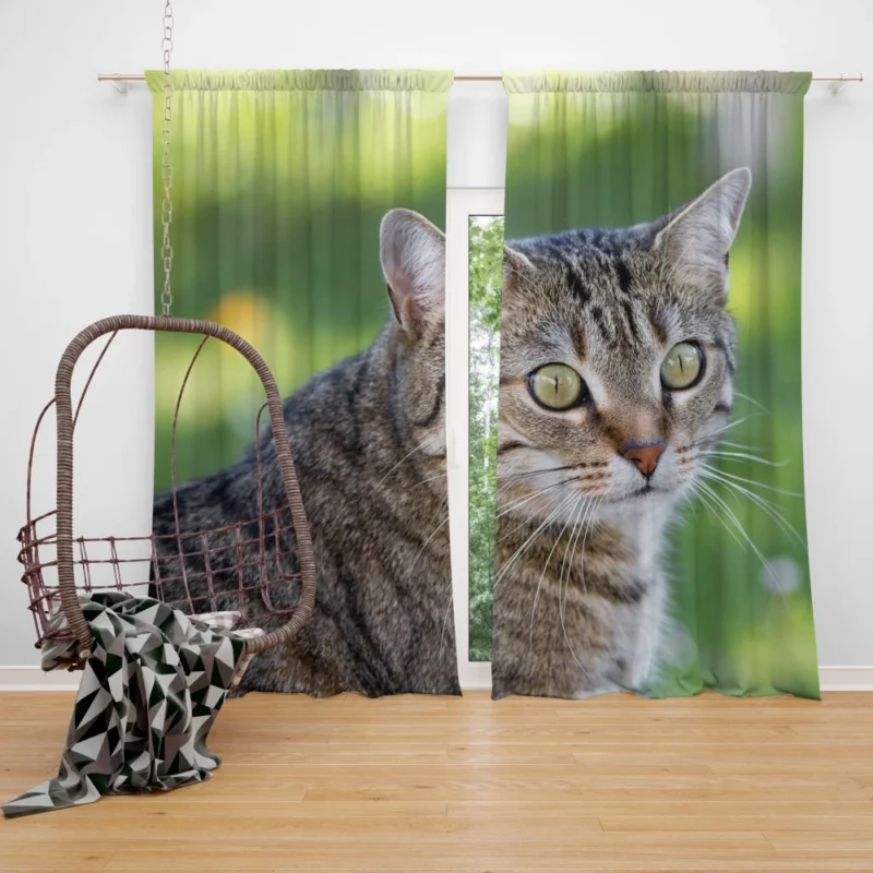 Cat Mysterious Gaze Bokeh Beauty Curtain