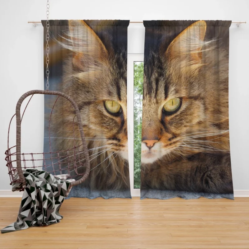 Cat Mysterious Gaze Captivating Eyes Curtain