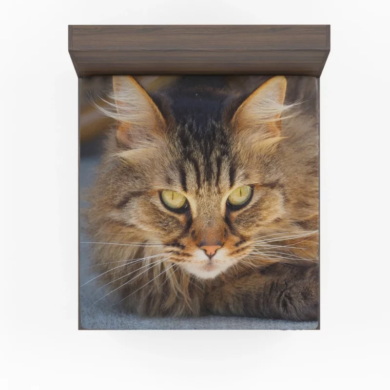 Cat Mysterious Gaze Captivating Eyes Fitted Sheet 1