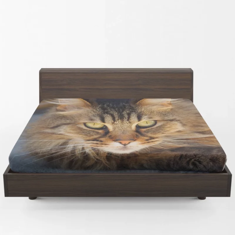 Cat Mysterious Gaze Captivating Eyes Fitted Sheet