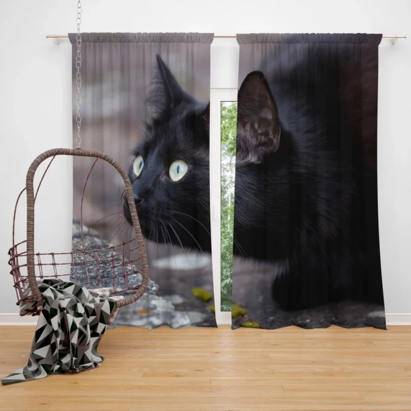 Cat Mysterious Gaze Curtain