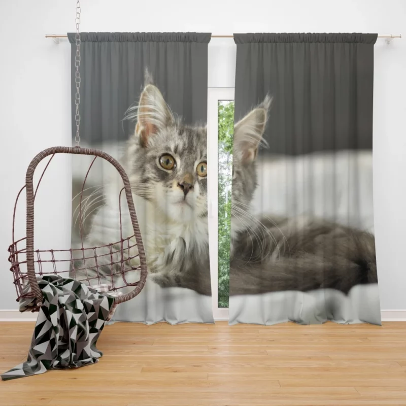 Cat Mysterious Gaze Enigmatic Intrigue Curtain