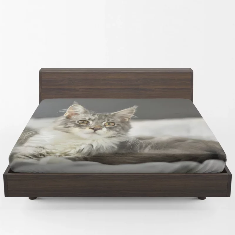 Cat Mysterious Gaze Enigmatic Intrigue Fitted Sheet