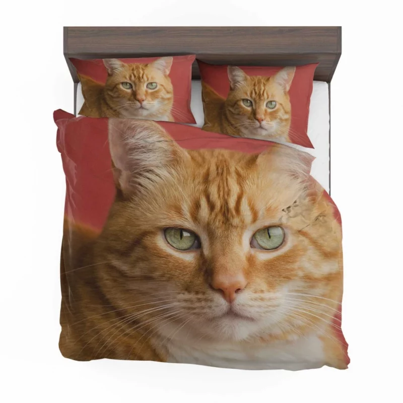 Cat Mysterious Gaze Silent Intrigue Bedding Set 1