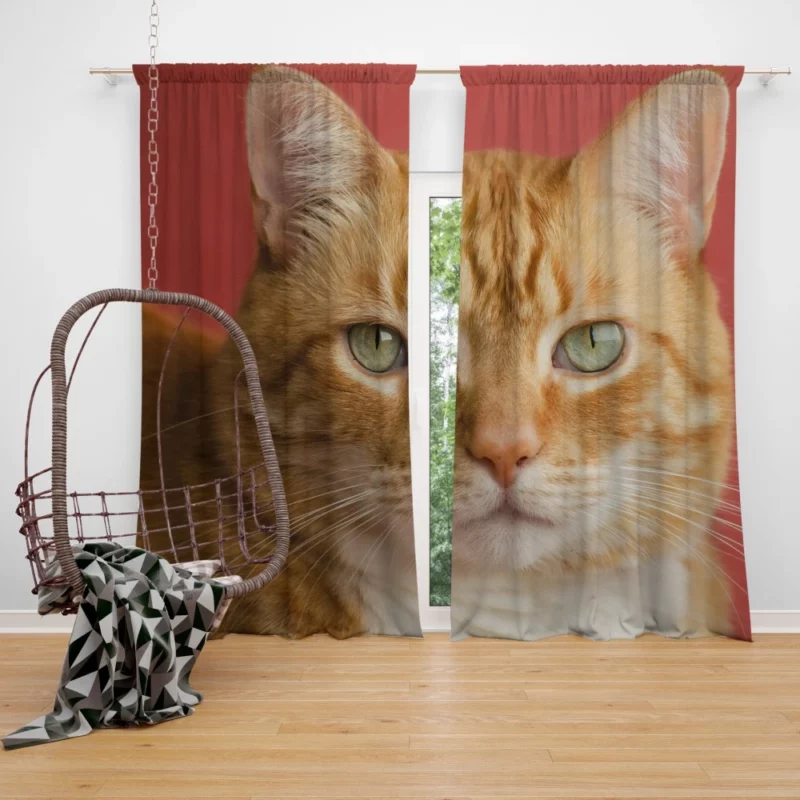 Cat Mysterious Gaze Silent Intrigue Curtain