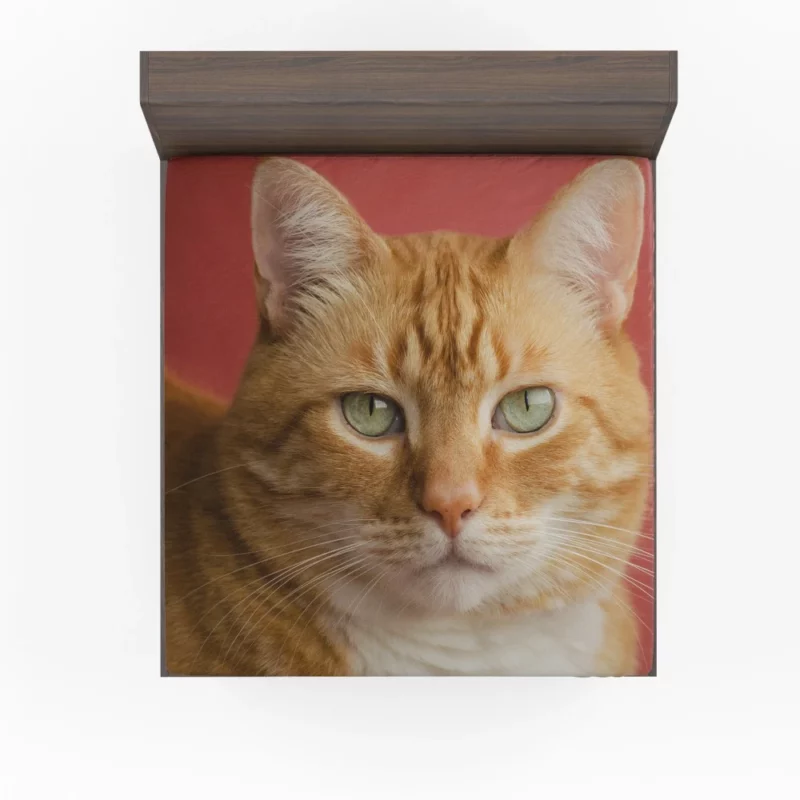 Cat Mysterious Gaze Silent Intrigue Fitted Sheet 1