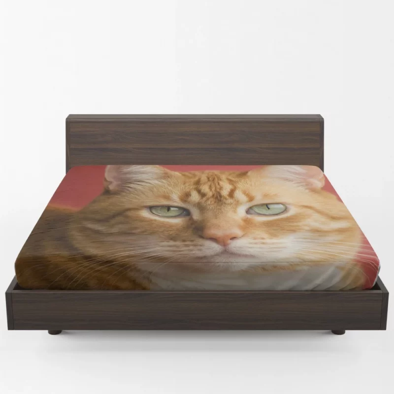 Cat Mysterious Gaze Silent Intrigue Fitted Sheet