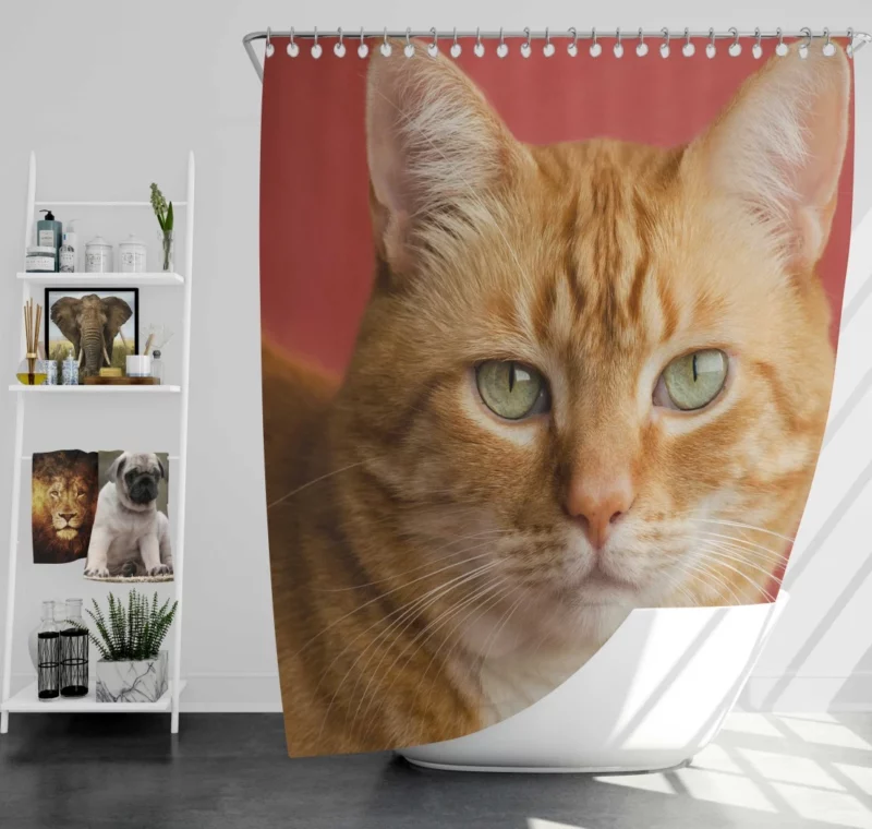 Cat Mysterious Gaze Silent Intrigue Shower Curtain