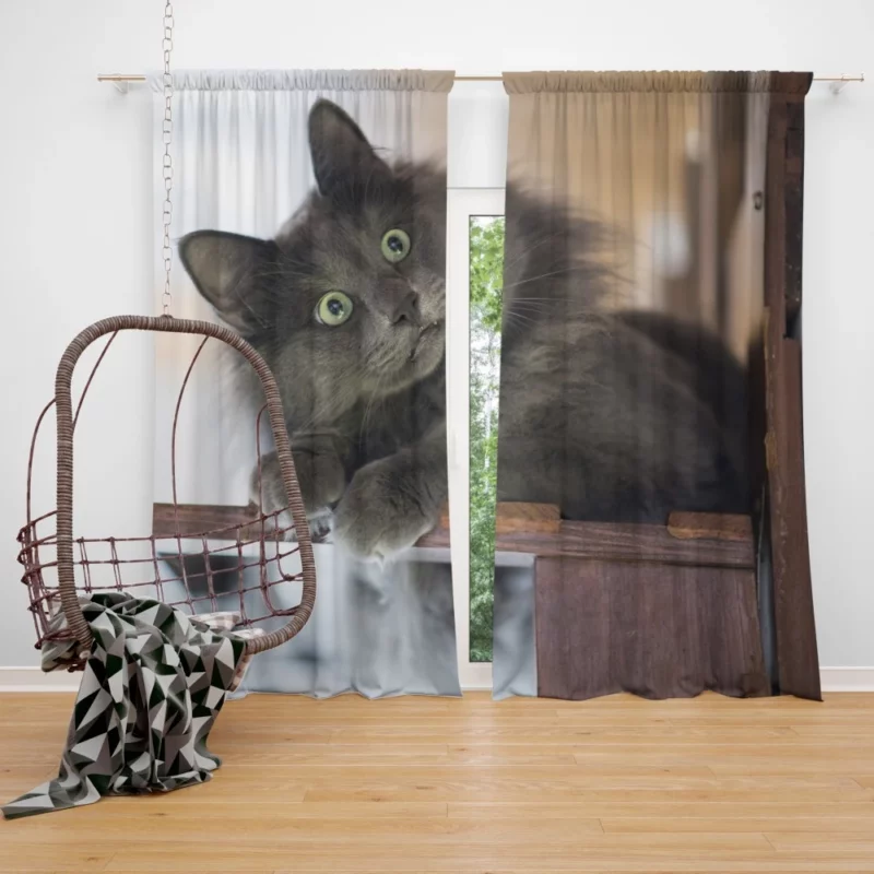 Cat Mysterious Presence Feline Intrigue Curtain