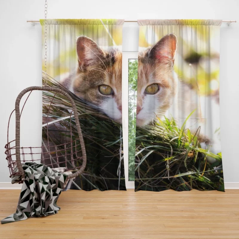 Cat Mysterious Stare Enigmatic Allure Curtain