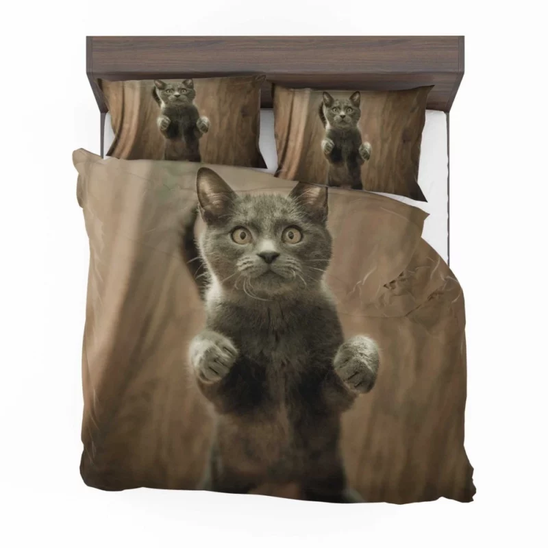 Cat Mysterious Stare Enigmatic Gaze Bedding Set 1