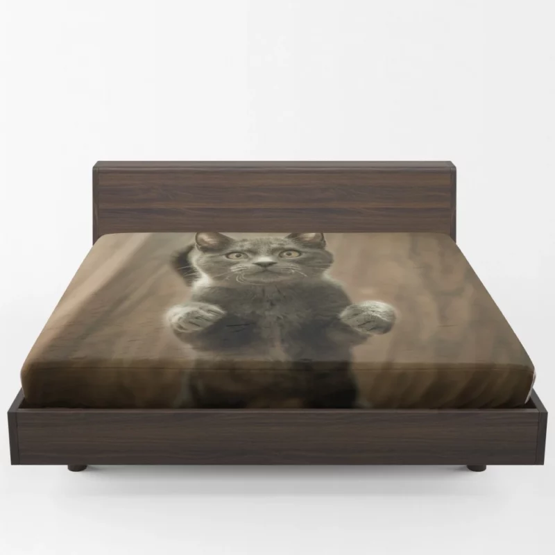 Cat Mysterious Stare Enigmatic Gaze Fitted Sheet