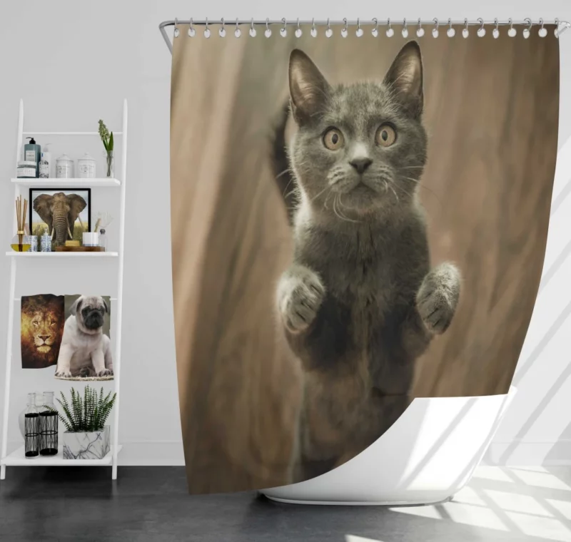 Cat Mysterious Stare Enigmatic Gaze Shower Curtain