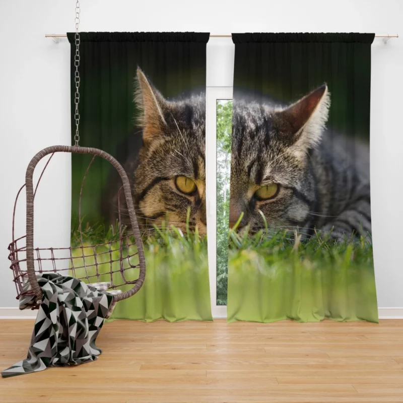 Cat Mysterious Stare Feline Intrigue Curtain