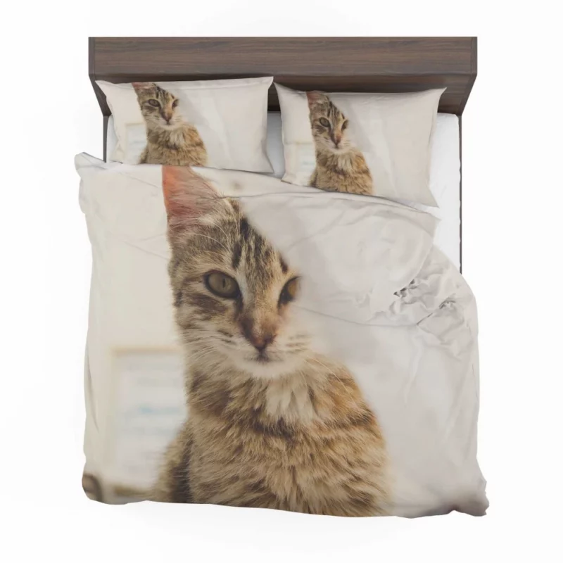 Cat Mysterious Stare Silent Elegance Bedding Set 1