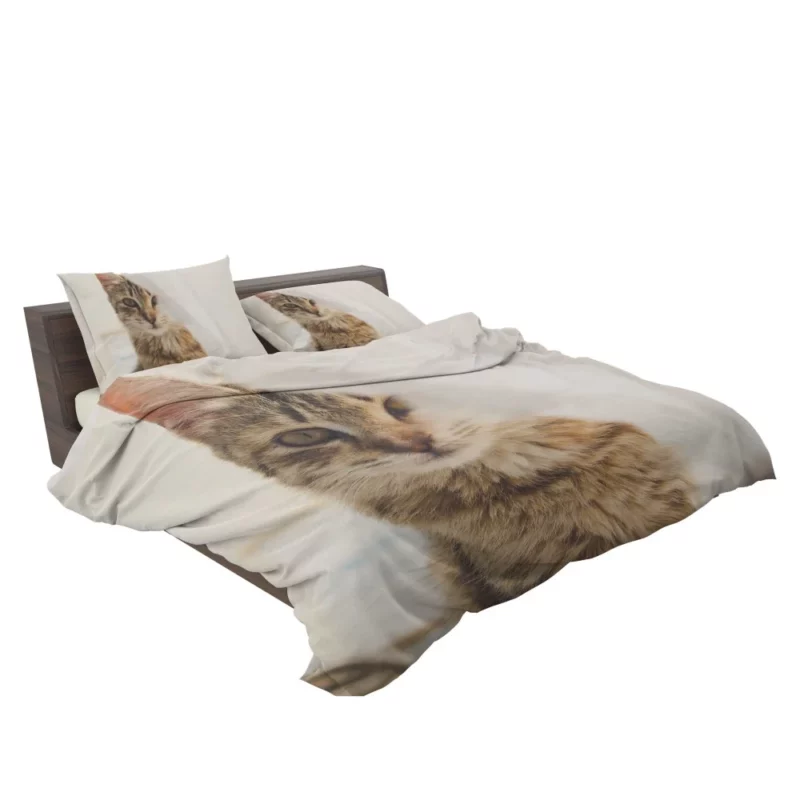 Cat Mysterious Stare Silent Elegance Bedding Set 2