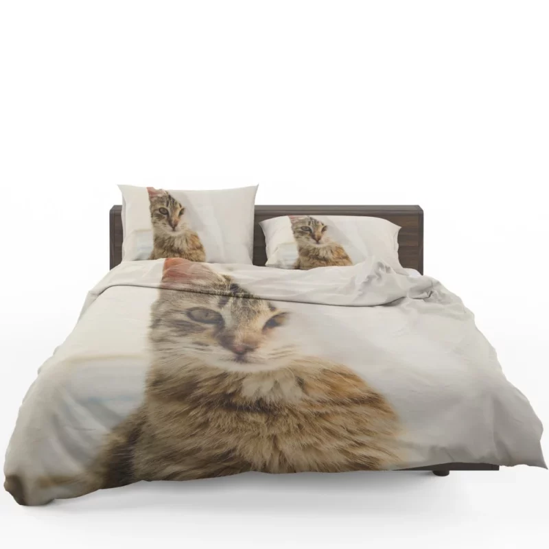 Cat Mysterious Stare Silent Elegance Bedding Set